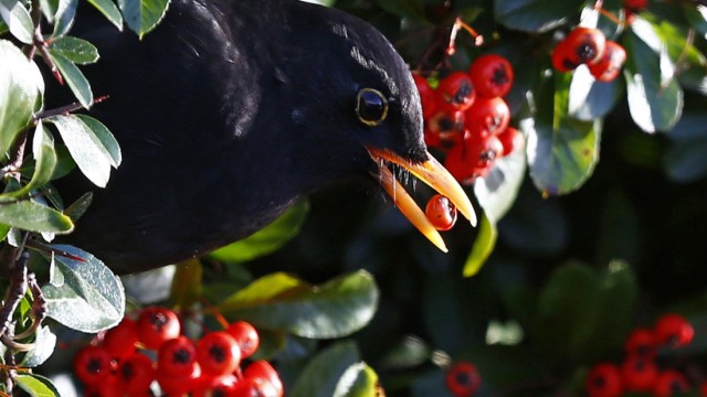 Eine Amsel versorgt sich im britischen Redditch mit Vogelbeeren. Jungtiere sind offenbar in Gefahr, wenn sie angefaulte Beeren fressen.
