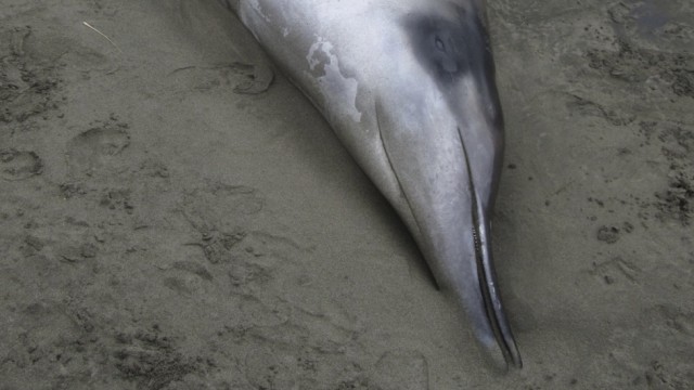Ein gestrandeter Camperdown-Wal (Mesoplodon grayi). Die Tiere sind den Bahamonde-Schnabelwalen zum Verwechseln ähnlich.
