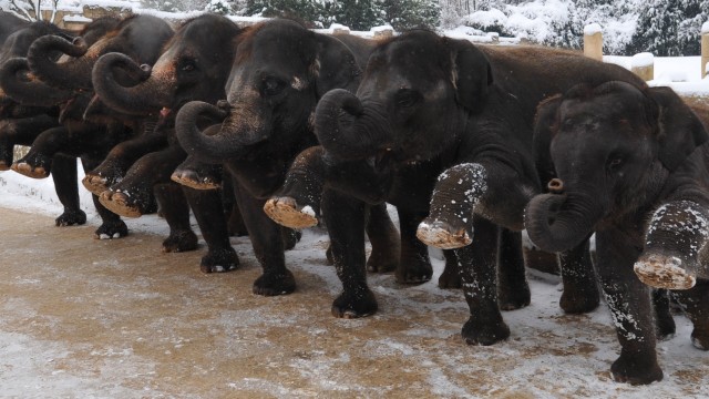 Schwangerschaftsgymnastik für Elefantenkühe