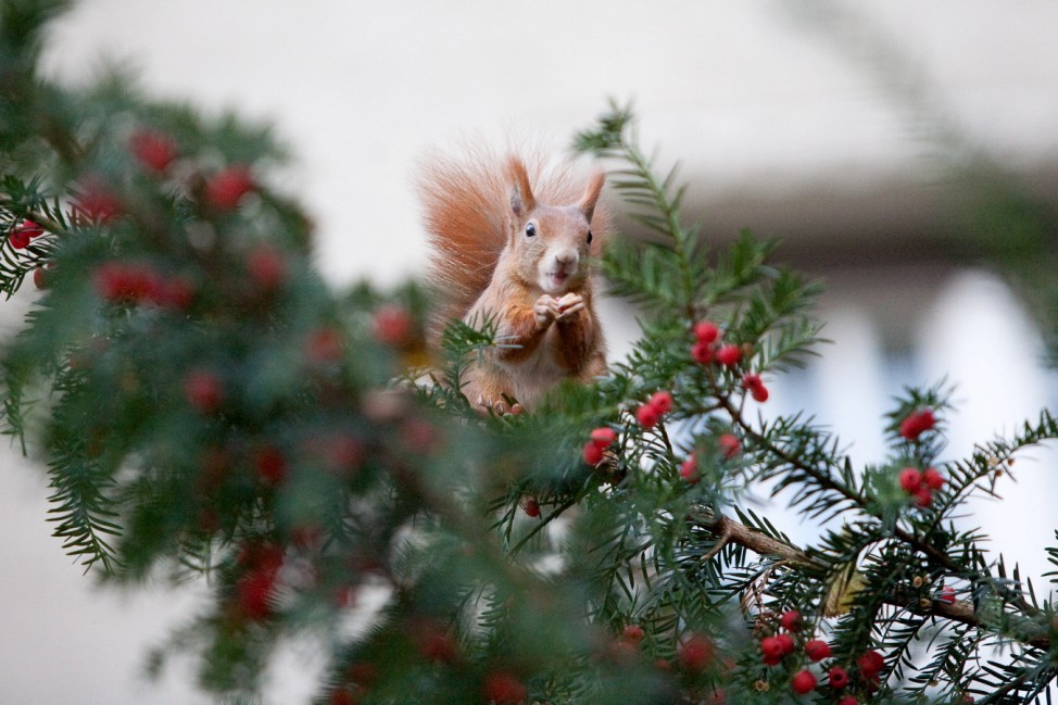 Eichhörnchen frißt Beeren auf einem Baum in Bogenhausen, Holbeinstraße