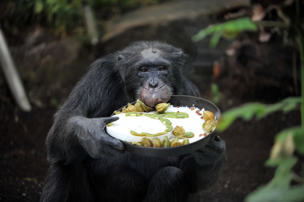Schimpanse Toni feiert 50. Geburtstag im Münchner Tierpark Hellabrunn, 2011