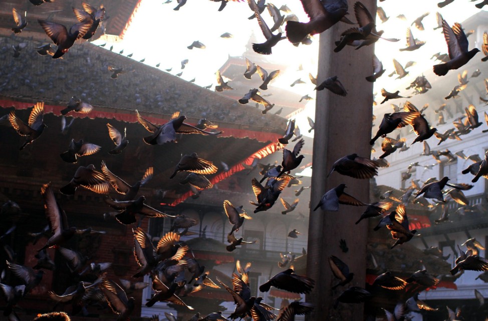 Pigeons fly in an early morning light in Kathmandu, Nepal