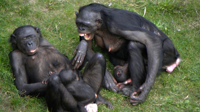gähnende Bonobos
