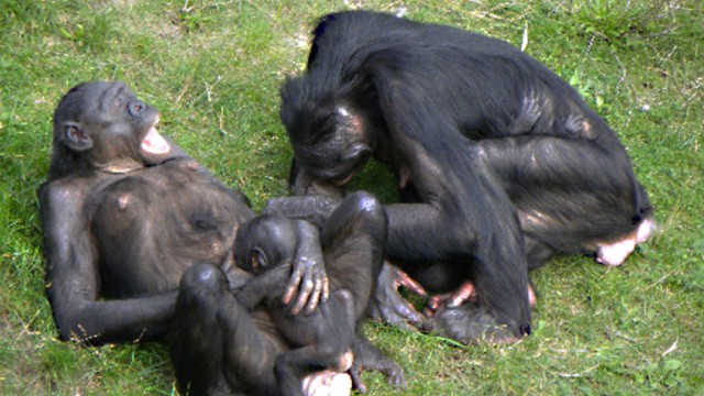 gähnende Bonobos