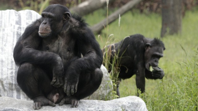 Schimpansen auf Gut Aiderbichl in Österreich. Hier kümmert man sich um traumatisierte Primaten. In vielen Zoos zeigen Menschenaffen Anzeichen einer Art Midlife-Crisis.