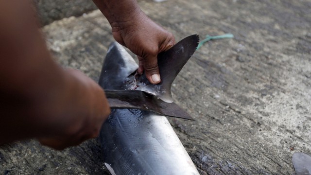 Verstümmelung von Haifischen bald EU-weit verboten