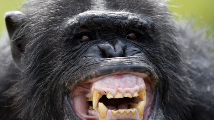 Bonobo reacts during feeding time at Twycross Zoo