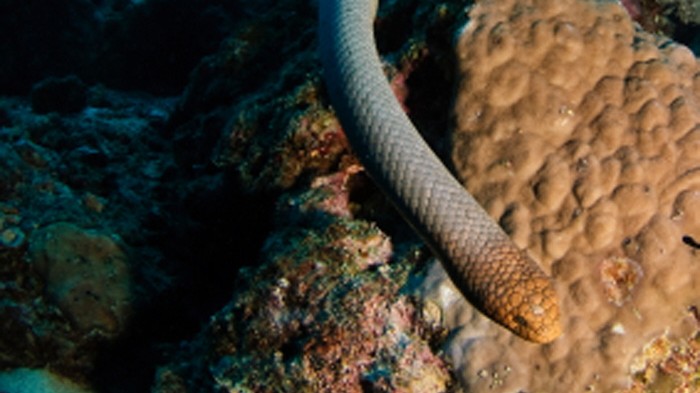 Trinken Seeschlangen einfach Wasser, wenn sie Durst haben? Das wurde angenommen - stimmt aber nicht, sagen Wissenschaftler nun.