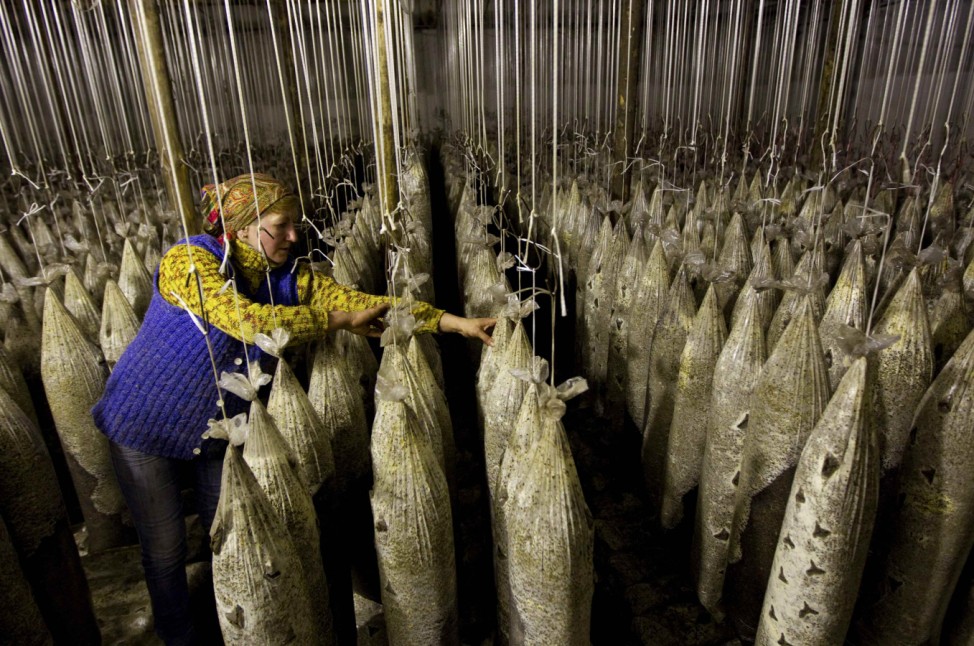 Worker checks mushroom beds at a private farm, workshops of which are located inside hangars of a former Soviet missile military base, in the village of Minoity