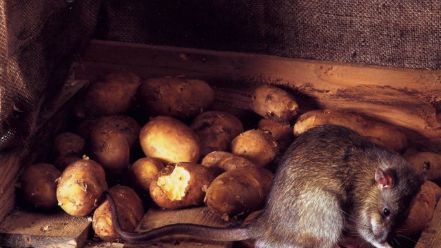 Experte warnt vor steigender Zahl von Ratten