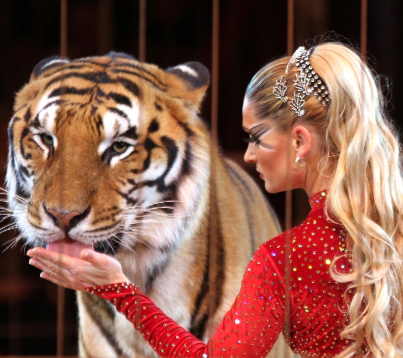 Tigerdompteurin Carmen Zander im Circus Krone in München, 2012