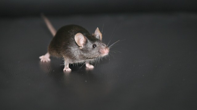 Dachau: Forscher haben den Sehsinn von Mäusen erweitert.