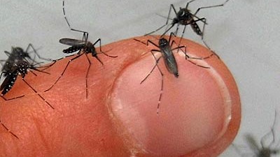 Kampf dem Moskito: Sie fühlen das warme Blut, sie riechen den Schweiß und schon docken die Mücken am Körper des Menschen  -sogar am Finger - an.