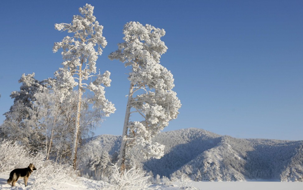A dog stands under trees covered with heavy hoarfrost and snow on a bank of the frozen Yenisei River
