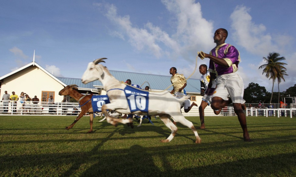 Goat handlers race to the finish line with their animals in one of several events held during the annual Buccoo Goat and Crab Race Festival at Buccoo Integrated Facility, in Tobago island
