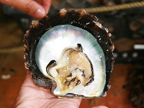 Tahiti, Französisch-Polynesien; Perlen