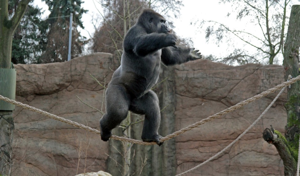 Gorilla beim Seiltanz im Zoo von Krefeld