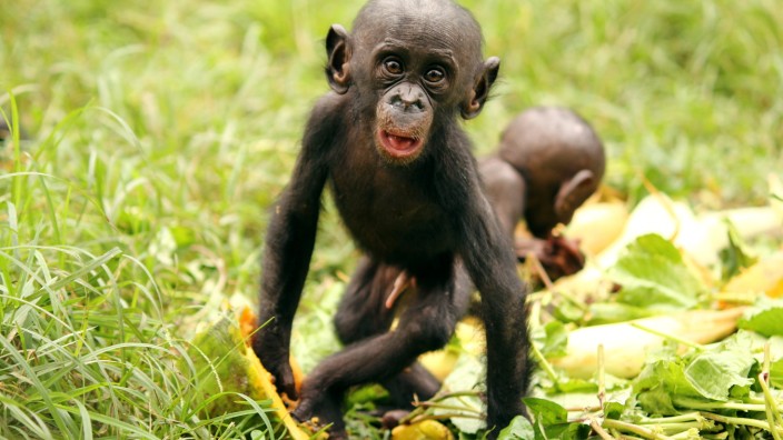 Zwergschimpansen teilen auch mit Fremden