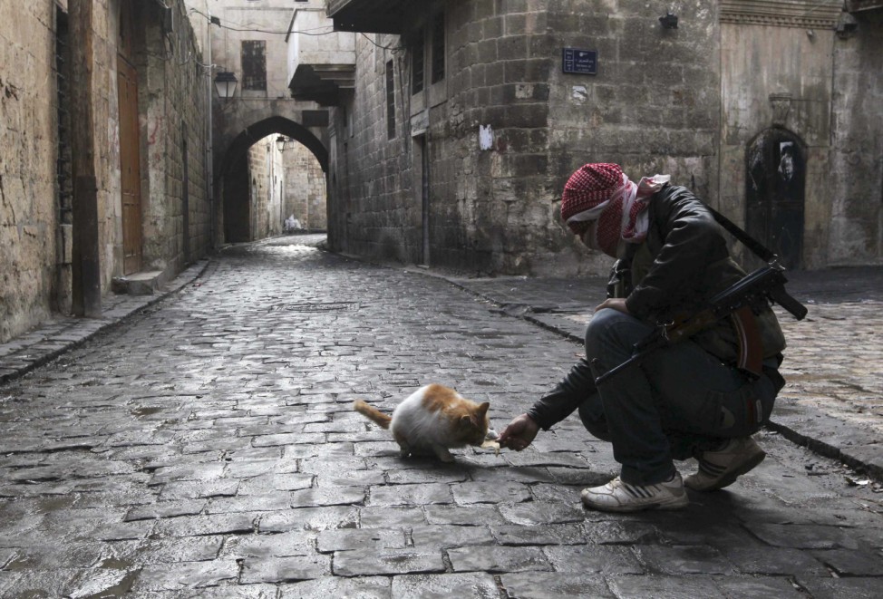 A Free Syrian Army fighter feeds a cat in the old city of Aleppo