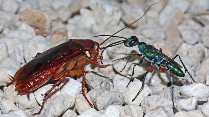 Female of the Emerald cockroach wasp Ampulex compressa