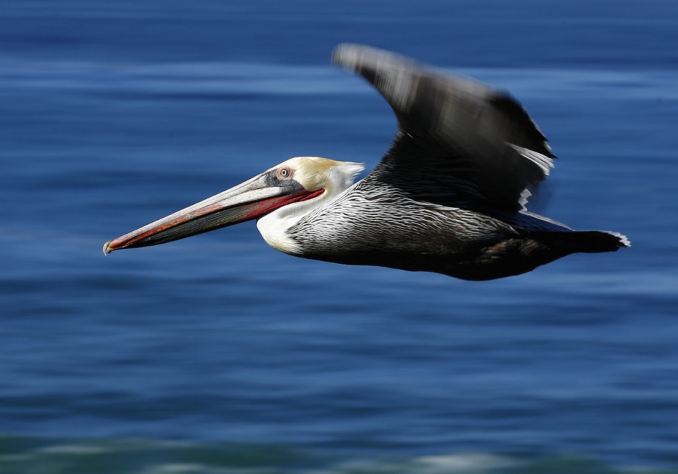 A brown Pelican cruises the shoreline in La Jolla