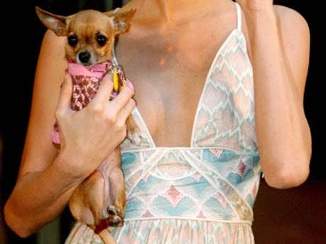 Hund, Paris Hilton, dpa