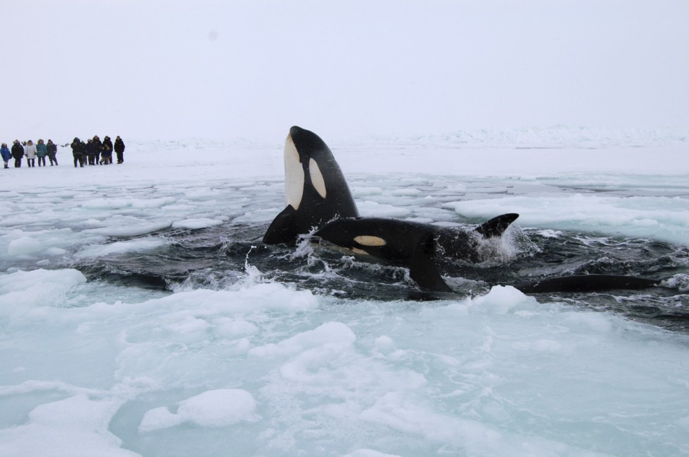 Three killer whales surface through a breathing hole in the ice of Hudson Bay near the community of Inukjuak