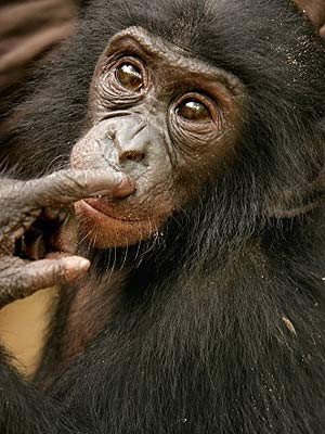 Bonobo, AP