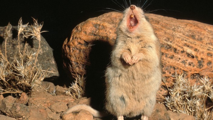 Southern Grasshopper Mouse male singing Onychomys torridus