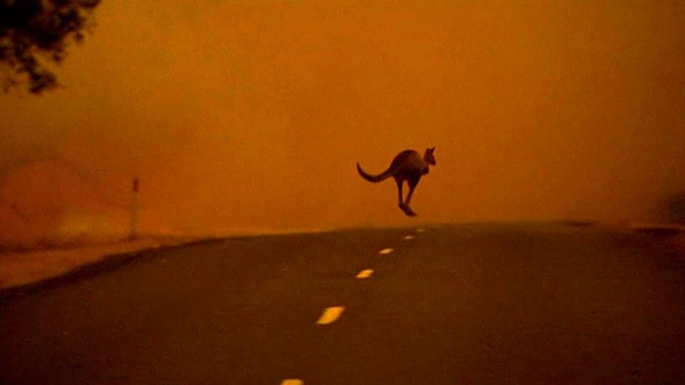 A handout video still shows a kangaroo fleeing across a road from a bushfire in south-eastern Victoria