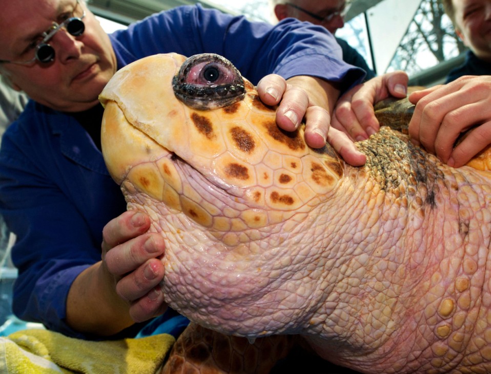 Schildkröte beim Tierarzt