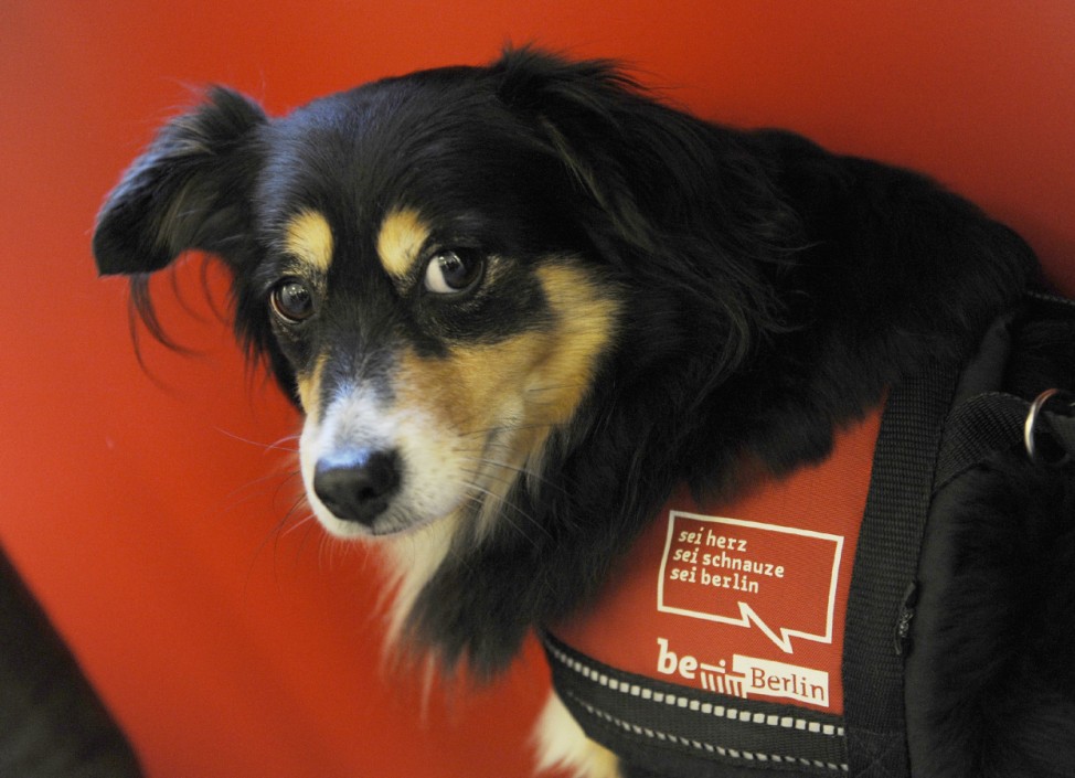 'Singlebörse' für Hunde öffnet