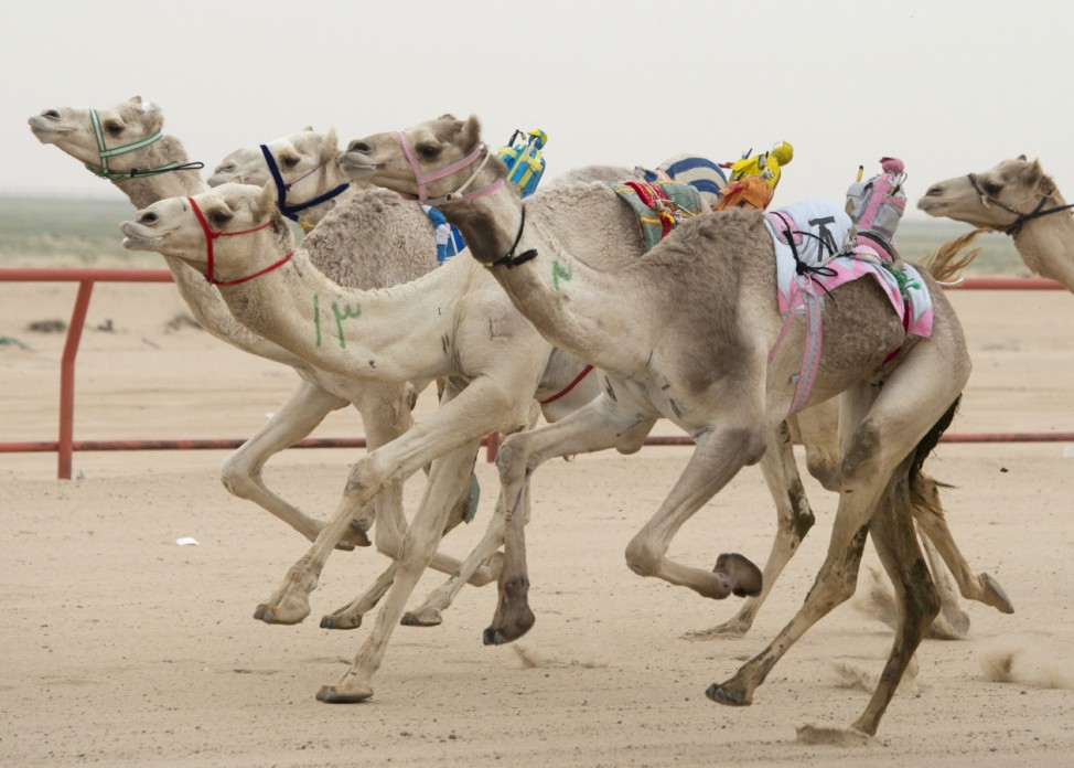 Camels ridden by robot jockeys compete during a weekly camel race at the Kuwait Camel Racing club in Kebd