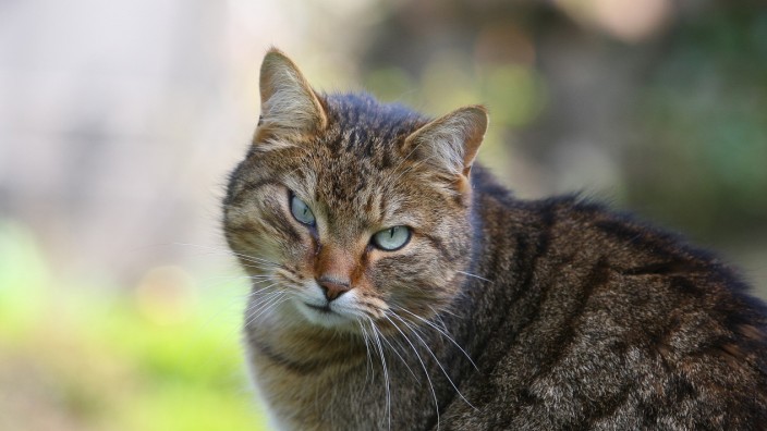 Gefahr für die Artenvielfalt: Hauskatzen töten in den USA Milliarden Vögel und Kleinsäuger.