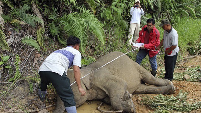 Vom Aussterben bedrohte Tierart: 14 tote Zwergelefanten sind im malaysischen Teil der Insel Borneo gefunden worden - Experten vermuten, dass die Tiere vergiftet wurden.