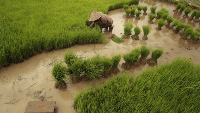 A farmer sorts rice seedlings in Gowa district, in Indonesia's South Sulawesi province