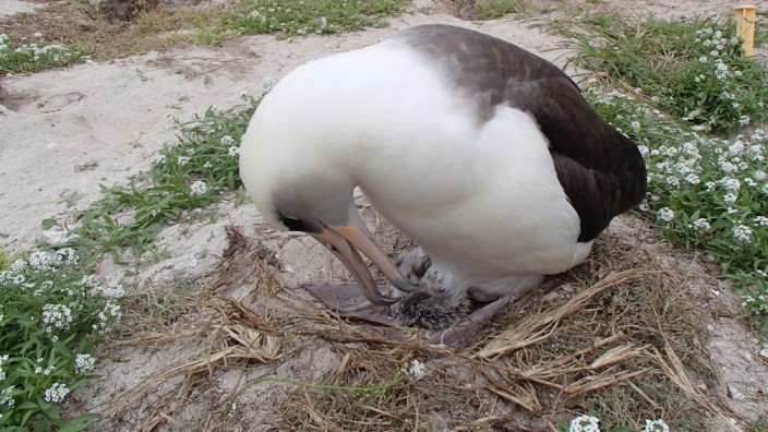 Der älteste wild lebende Vogel, der Albatros Wisdom, ist wieder Mutter.