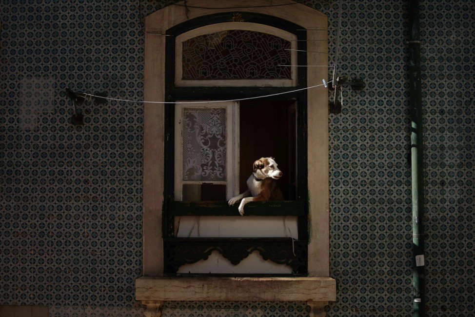 A dog looks out of a window at the Alfama neighborhood in Lisbon