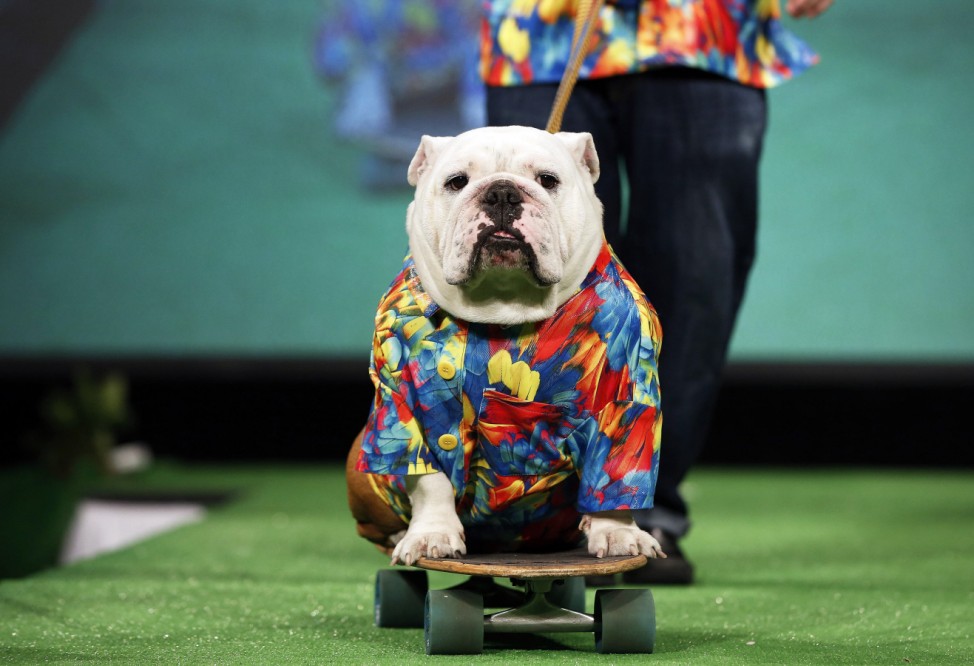 Beefy, a Bulldog breed, rides on a  skateboard pulled by his  owner Patrick Clemens on the runway of the New Yorkie Runway Doggie Fashion Show in New York