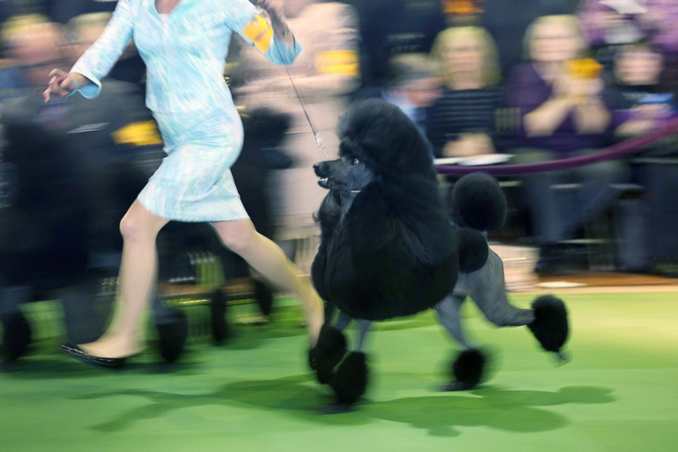 Westminster Kennel Club Dog Show Crowns King Of The Canines