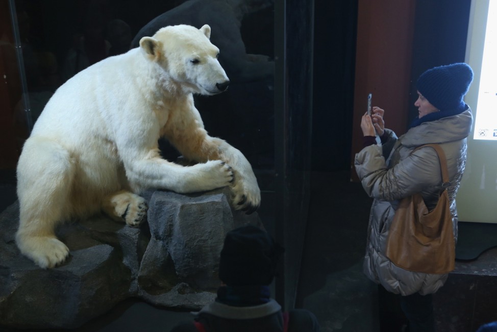 Model Of Knut The Polar Bear Goes On Display At Natural History Museum In Berlin