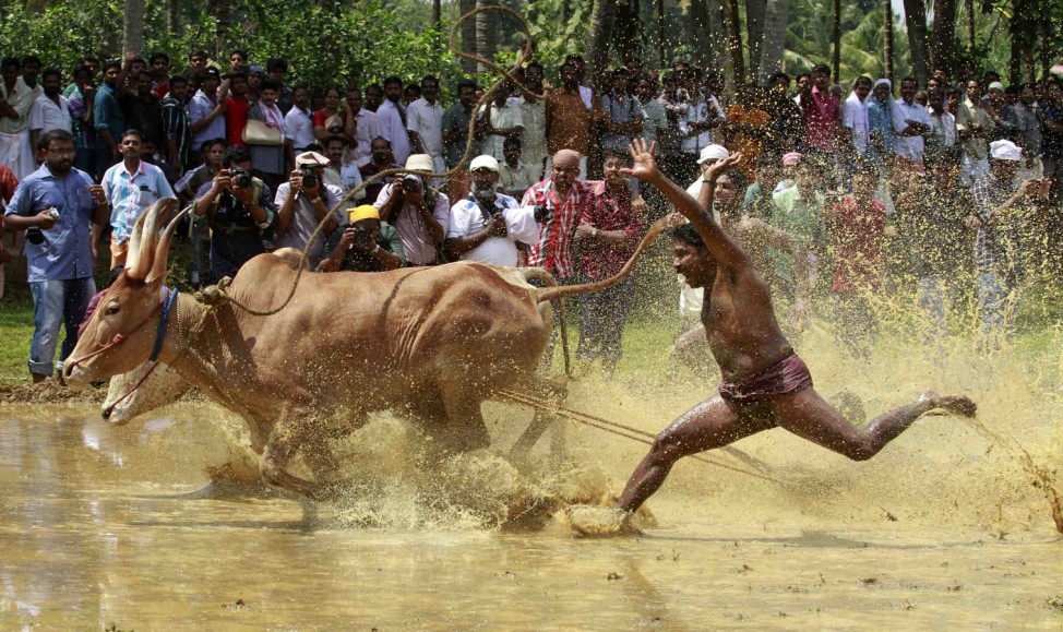 A farmer loses control over his pair of oxen as they race through a paddy field during the 'Kakkoor Kalavayal' festival at Kakkoor village, on the outskirts of Kochi