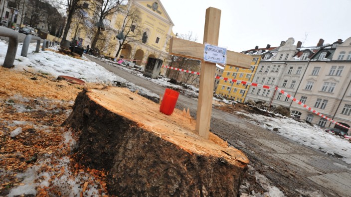 Josephsplatz: Abholzen für die Tiefgarage: Fast die Hälfte der 16 Bäume ist gefällt.