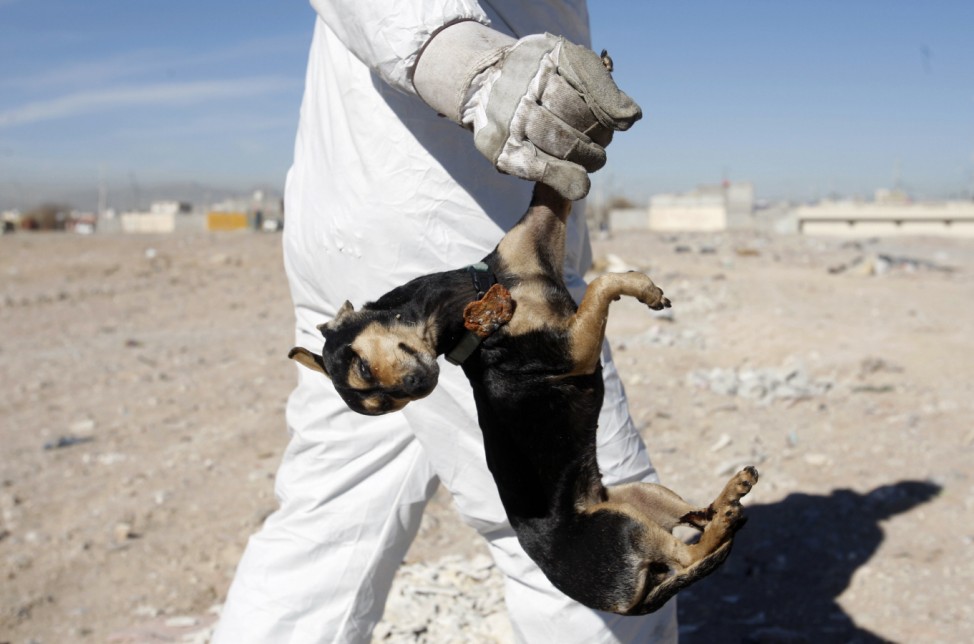 A municipal worker carries a dead dog in Ciudad Juarez