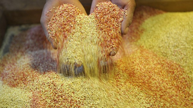 Bolivien und UN setzen auf Quinoa-Pflanze: Die winzigen Quinoa-Samen erinnern an Hirse.