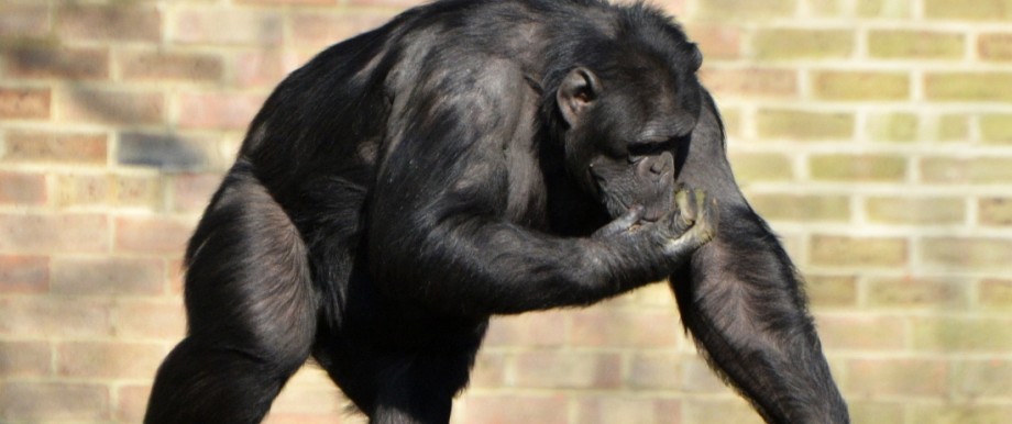 Schimpansen im ZSL Whipsnade Zoo