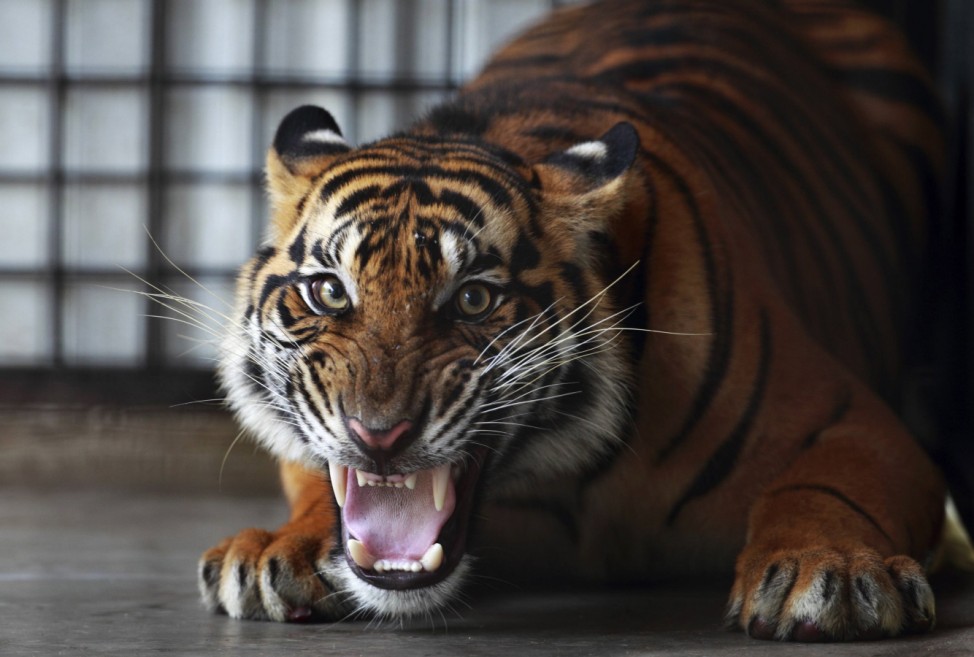 A Sumatran tiger growls at the Sumatra Tiger Rescue Centre compound, inside the Tambling Wildlife Nature Conservation