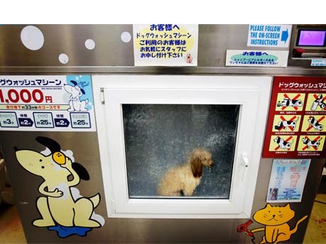 Waschmaschine für Hunde;AP