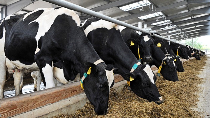 Milchbauern fürchten wegen der Futterkosten um ihre Existenz