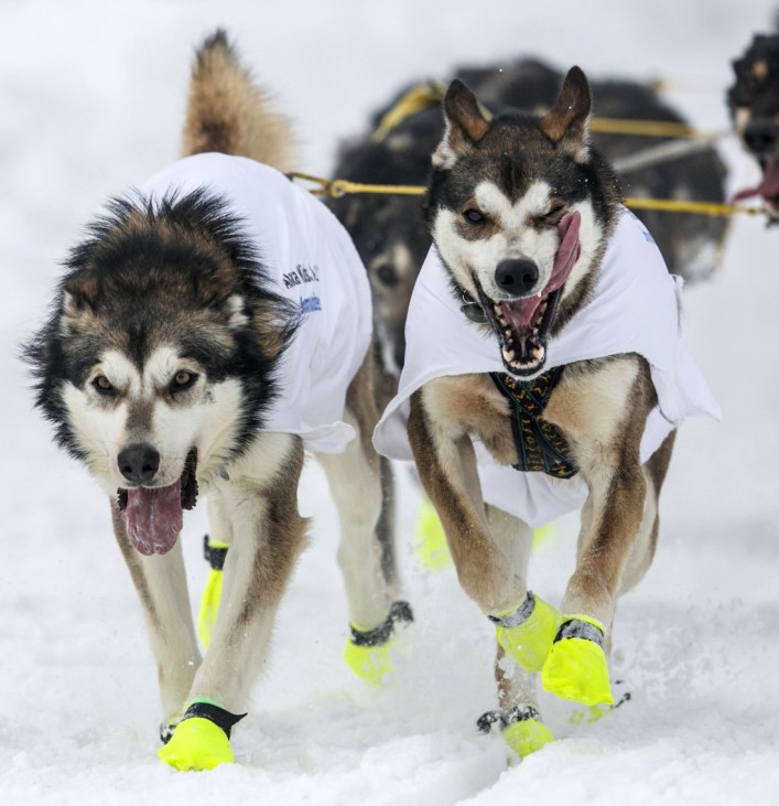 Lead dogs of musher Sass race down 4th Avenue at the ceremonial start to the Iditarod dog sled race in downtown Anchorage, Alaska